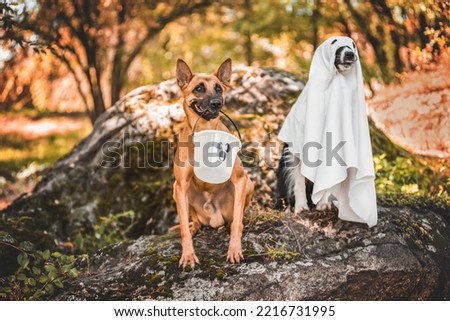 
Dog in halloween costume in autumn park