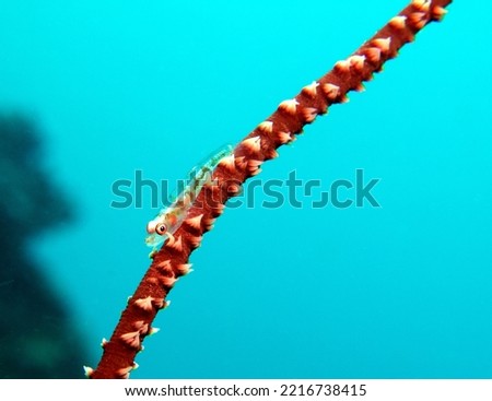 A Goby on a Whip coral Boracay Island Philippines