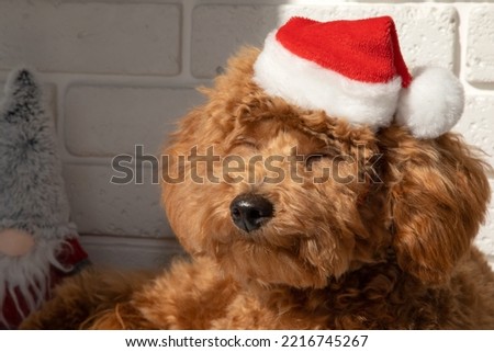 Close-up small ginger poodle dog in a Santa suit lies and sleeps on a sunny day. Christmas concept, front view