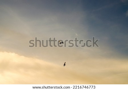 A couple of seagulls in the sky at sunset close-up. A flying bird. Beautiful background, screensaver, wallpaper.