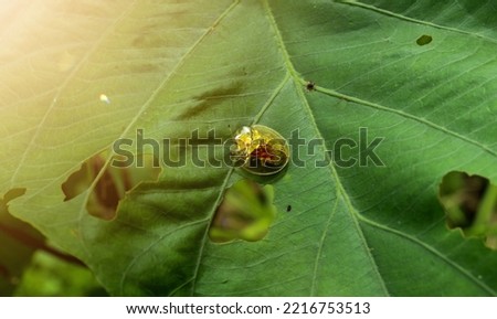 Beautiful Golden Tortoise Beetle (Charidotella Sexpunctata) On Green Leaf with lens distortions