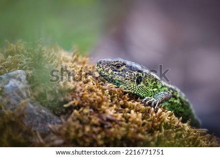 The sand lizard (Lacerta agilis) is a lacertid lizard distributed across most of Europe from France and across the continent to Lake Baikal in Russia. It does not occur in European Turkey Royalty-Free Stock Photo #2216771751