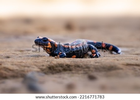 he fire salamander (Salamandra salamandra) is a common species of salamander found in Europe. A red variant. Fire salamanders live in the forests of central Europe and are more common in hilly areas.  Royalty-Free Stock Photo #2216771783