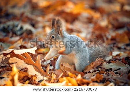 Beautiful squirrel close-up in the autumn forest. Royalty-Free Stock Photo #2216783079