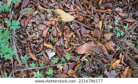 the dry leaves that have fallen from the trees above the ground in the rain forest as a background