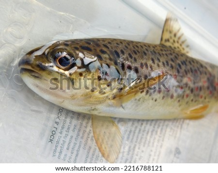 brown trout in bohemian forest survey of Czech populations, Salmo trutta European species of salmonid fish  widely introduced into suitable environments globally