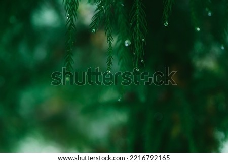 Christmas concept. Green Spruce With Drops Of Dew. Morning Dew On A Green Spruce. Branches Of Green Spruce With Raindrops