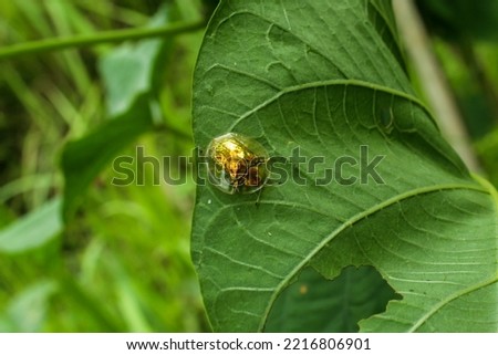 Beautiful Golden Tortoise Beetle (Charidotella Sexpunctata) On Green Leaf