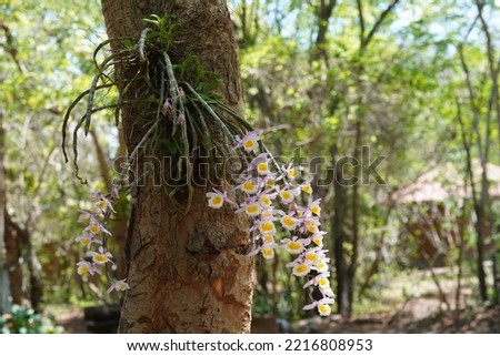Genus Dendrobium, epiphytic and lithophytic orchids Royalty-Free Stock Photo #2216808953