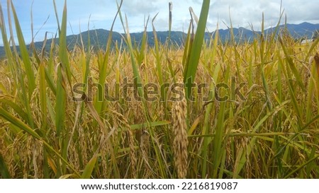 Oryza Sativa is the Latin name of the rice plant. The yellow color means that the rice plant is ready to be harvested. morning plants surrounded by hills.