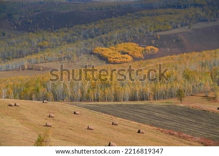  The colorful autumn of the white birch forest              