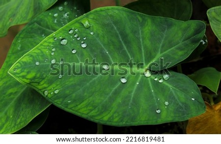 water drops on taro leaves. Its scientific name is Colocasia esculenta.