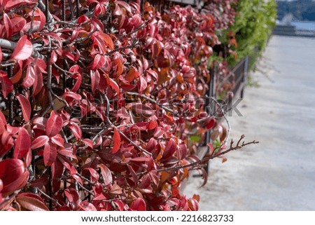 Autumn red plump leaves background image