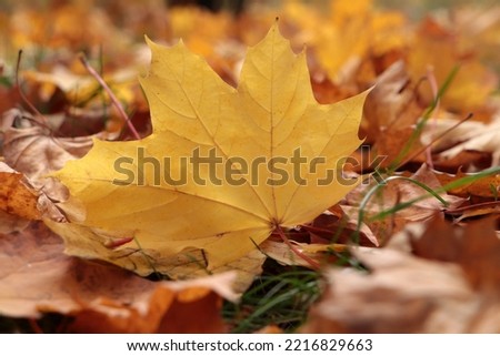 Pile of beautiful fallen leaves outdoors on autumn day, closeup
