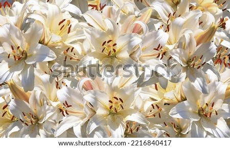 Flowering lily in the home garden in the summer. Natural blurred background.
