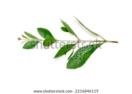 Henna ( Lawsonia inermis ) leaves and flower, Indian Medicinal herbs isolated on white background