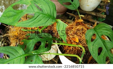 Monstera Spiderman aka Amydrium Amydrium is a genus of flowering plants in the Araceae family originating from Southeast Asia, South China, and Papua.