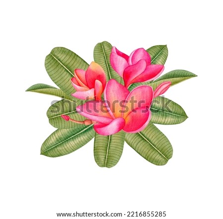 Compositions from plumeria flowers and leaves. Watercolor  hand painted tropical flowers isolated on white background. Frangipani.