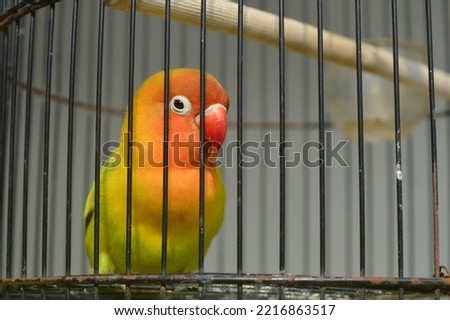 a lovebird with Fischer's glasses or with the scientific name Agapornis fisheri with red, orange, yellow and green feathers, is one of the birds that is kept by many bird lovers.
