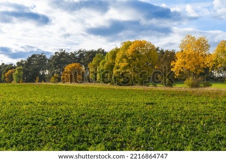 Island with autumn trees in front of a field. High quality photo