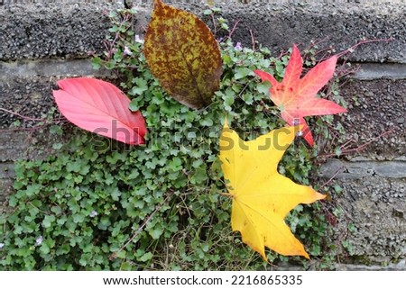 A selection of leaves in different colours and shapes that have been found this autumn and fall time. There are yellow, red, brown, green and orange leaves in this photo.
