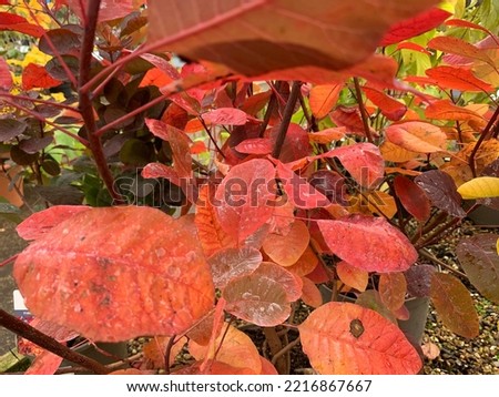Close up of the coloured leaves of the vigorous deciduous garden shrub Cotinus Grace or smoke tree seen in autumn. Royalty-Free Stock Photo #2216867667