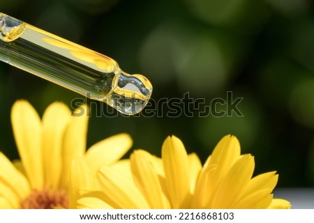 Homemade calendula beauty products. Pipette with drop of calendula oil against green leaves as natural background with copy space. Herbal cosmetic oil for skincare. Selective focus