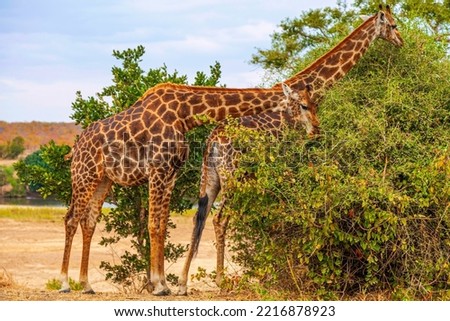 Two Giraffes nibbling on young green leaves
