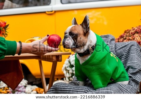 portrait of a french bulldog with an apple on the background of a yellow bus