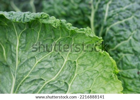 crumpled green savoy cabbage leaves as a vegetable background with selective focus