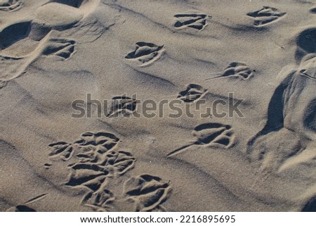seagull paw print on the fine brown sand of the sea beach