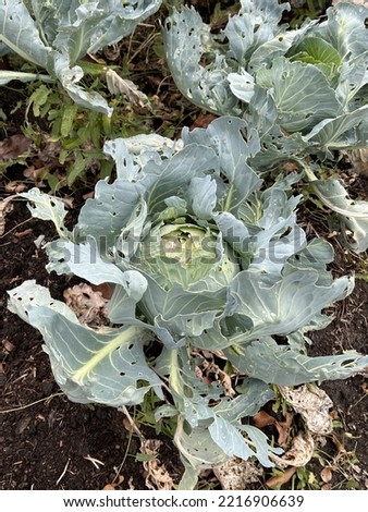 Cabbage growing in the garden in autumn.
