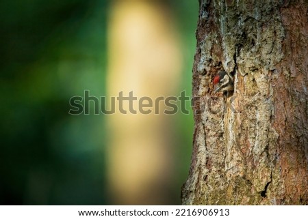 Dendrocopos major. Wild nature of the Czech Republic. Evening photography. Free nature. Beautiful picture. Photos of nature. 
