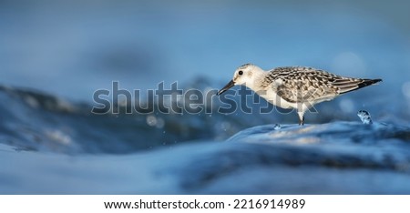 Calidris alba sandy sandstone it walks in the water and searches for food in the waves, the best photo.