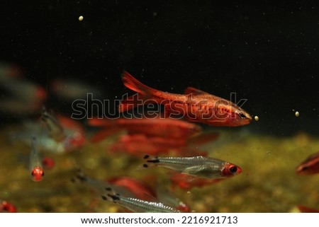 Rummy nose tetra and long fin Cherry barb fish eating pellet food  Royalty-Free Stock Photo #2216921713
