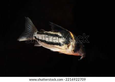 Beautiful freshwater catfish Super Parallelus Corydoras from Amazon river Royalty-Free Stock Photo #2216922709