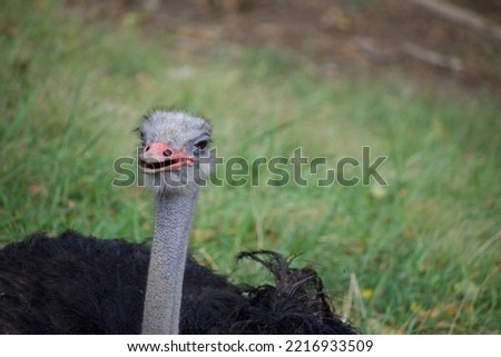 An up close picture of an ostrich head