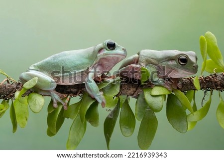 Dumpy frog "litoria caerulea" on Branch, Dumpy frog on branch with isolated background, Tree frog on branch, amphibian closeup