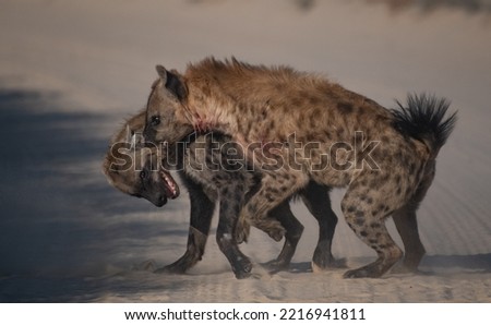 Two spotted hyenas fighting with each other on a road in the Kalahari.