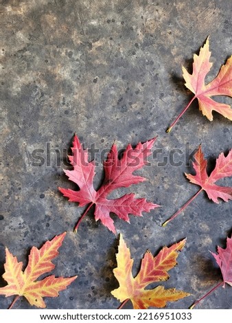 Maple leaves pattern on black background with copy space. Beautiful colorful red and yellow maples leaves backdrop. 