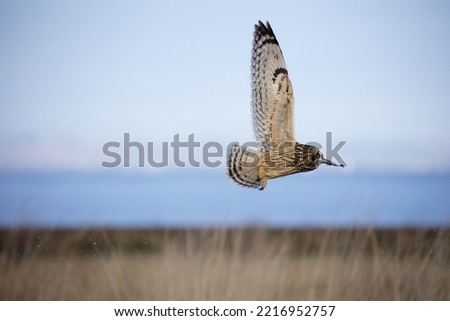 Portrait mode picture of short eared owl 