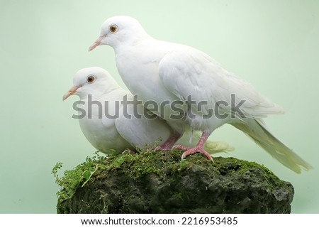 A pair of white Sunda collared-doves forage on a rock overgrown with moss. This bird has the scientific name Streptopelia bitorquata.