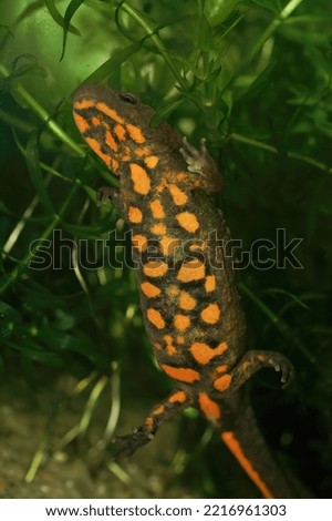 Detailed closeup on an aquatic female of the endangered Asian, Hongkong warty newt , Paramesotriton hongkongensis