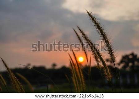 Abstract blurred silhouette tropical grass flower or setaceum pennisetum fountain grass on sunset background.