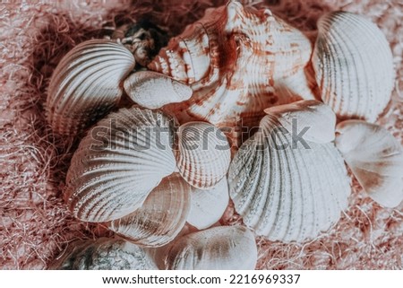 Still life picture with dirrent seashells.