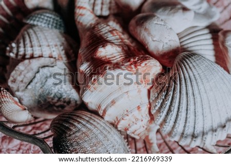 Still life picture with dirrent seashells.