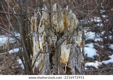 unusual trees in winter, with cracked bark