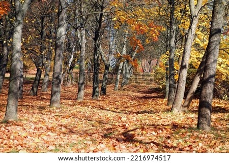 A beautiful autumn background of bare gray trees with fallen colored leaves - halloween theme