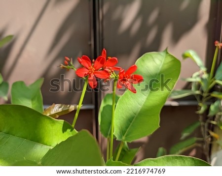 Jatropha integerrima, commonly known as peregrina or spicy jatropha, is a species of flowering plant in the spurge family countryside of Bangladesh 