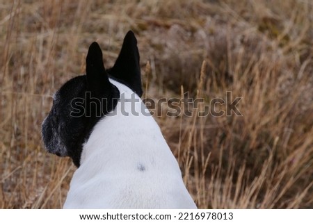 black and white french bulldog from behind